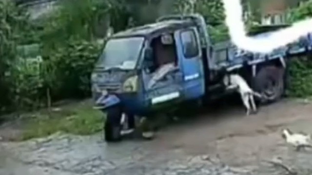 狗狗乱咬电线导致拖拉机启动 万幸车辆被障