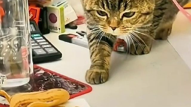 连续按住5次苍蝇，猫咪这反应速度太快了