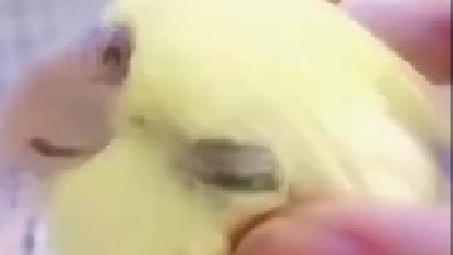 嗯？西游记的配音找到了