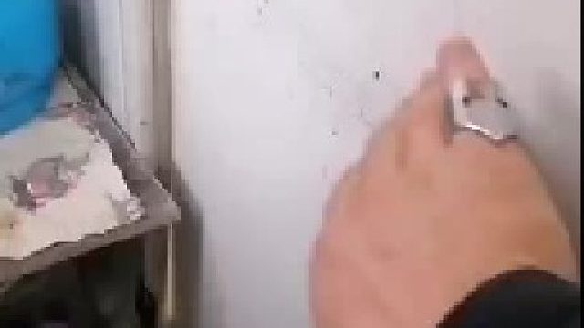 下雪了，让小狗进屋取暖吧