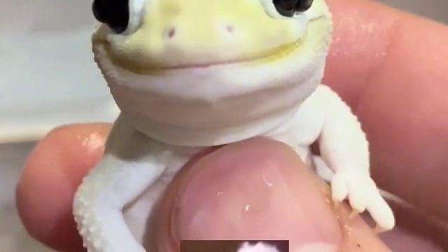 皮卡丘蜕皮啦~四十天啊~再不帮他就无了