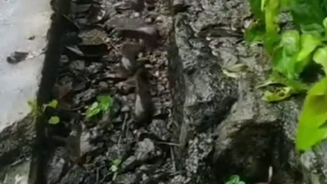 大量鱼在无水沟里“搬家”，排长队向着河的方向转移，“离开水几个小时都不会死”