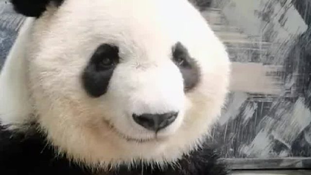 第一次在大熊猫脸上看到无语，大熊猫吃窝窝头吃到叹气，海南岛主：这是有多难吃啊