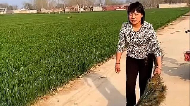 人家溜狗你溜孔雀