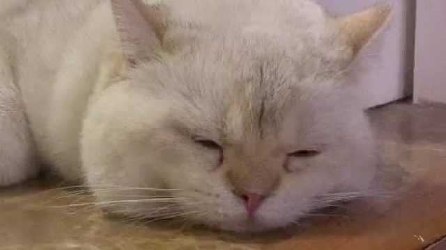 小东西还是很凶的