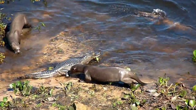 鳄鱼正在晒太阳，不料下一秒却被一群水獭包围，镜头记录全过程