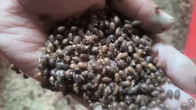 长春土鳖虫养殖