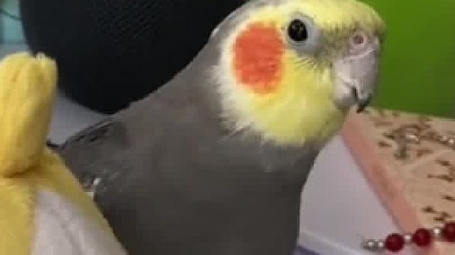 到底在唱些什么，金针菇吗