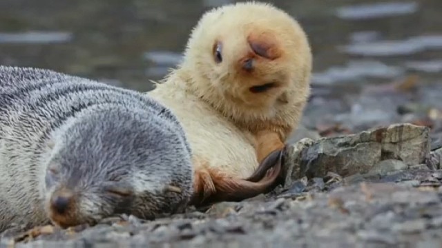 可爱的海豹宝宝卖萌。