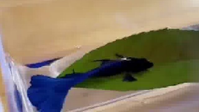 女子拍到小鱼睡在叶子上，没想到鱼儿也想躺平了