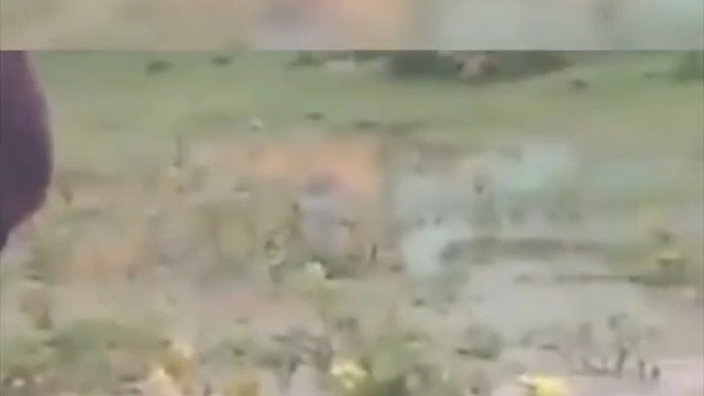 看见心动女生就变色的蛙是？还有蓝色的腮帮子。