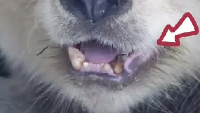 要爱护牙齿啊仔仔！七仔居然长蛀牙了