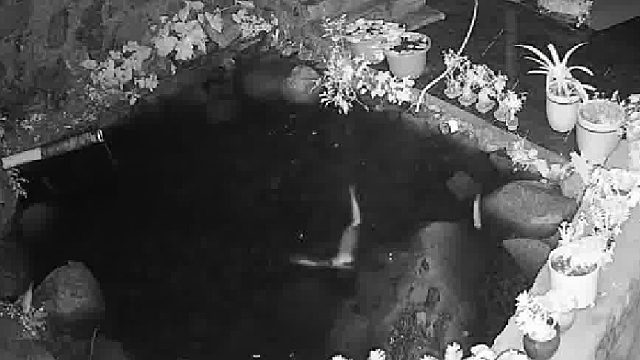 一个晚上就把池子里的鱼全抓完了…… 有没有谁知道这是什么？