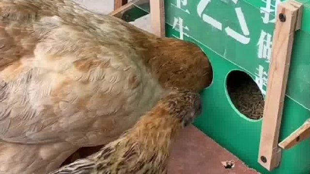 网友自制的小鸡自助餐