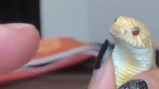 这反应力，让抓个蜗牛都是高估你了