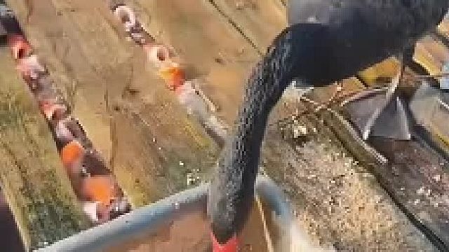 黑天鹅“炫饭”，水里的锦鲤都围过来等着吃！差点以为“小黑”会养鱼呢