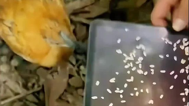 到下蛋的时候你就明白了，为什么蛋壳里面是空的