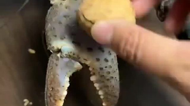 螃蟹的爪子比脊椎动物有更长的肌节，肌动蛋白和肌球蛋白有更多的结合点，以缓慢的速度产生较大的力