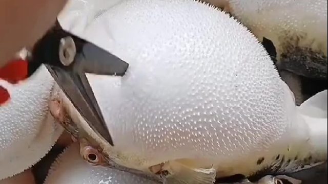 气宝宝生气了，结果被一剪刀放气了。