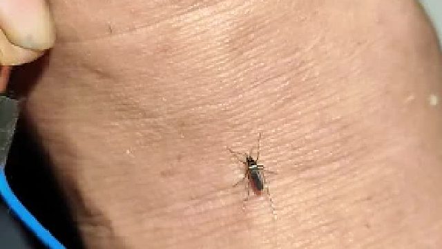 狠人打火机灭蚊子，伤敌1000自损八百！