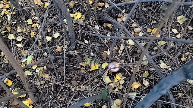 中秋节下午上山捡蘑菇