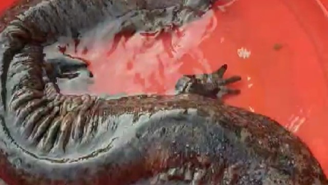 这是我们安徽的壁虎，看看你们的壁虎长什么样