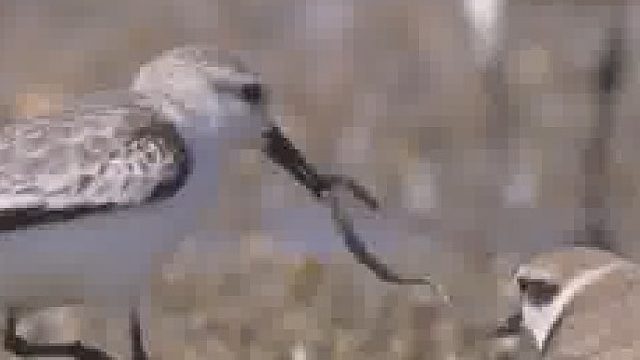 捉了一只大家伙，但被抢走了