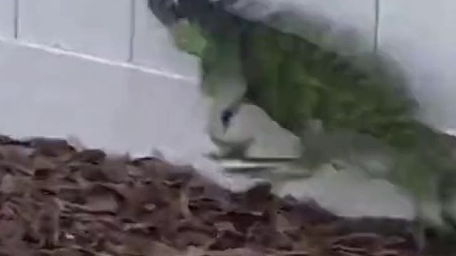 驱赶入侵的鬣蜥， 头一次觉得这么可怕的东西这么可怜