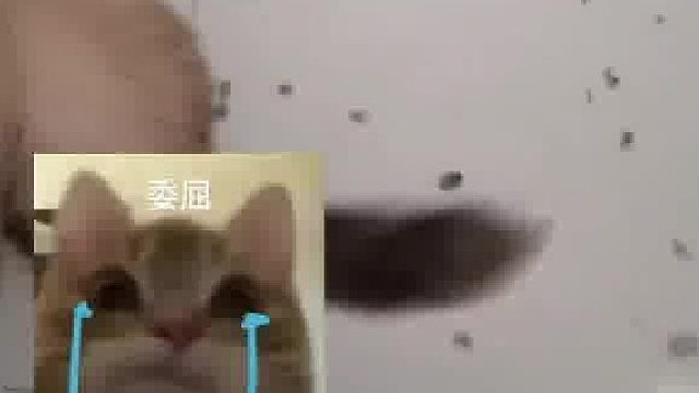 两只猫猫抓了一只鸟 主人出差回来 看到差点心梗 珠颈斑鸠：叫警察来 我不接受道歉