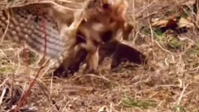 兔子鹰爪下死里逃生！生死须臾之间！