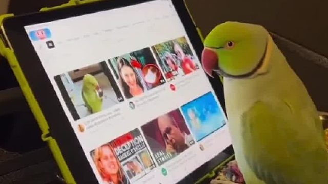 小鹦鹉在线冲浪，操作也太熟练啦