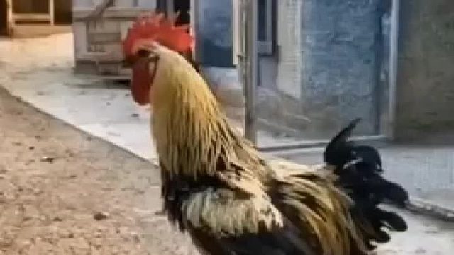 一定要看到最后