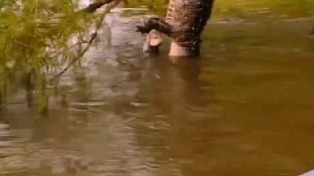 这鳄鱼逆天了，腾空“死亡翻滚”再加一个过肩摔