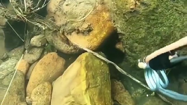 真没有想到里面两条鱼