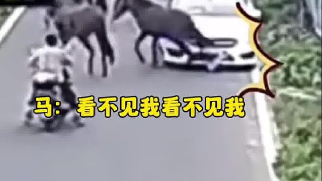 小马走路不看路迎面撞上小车给人家车牌都蹬掉了！