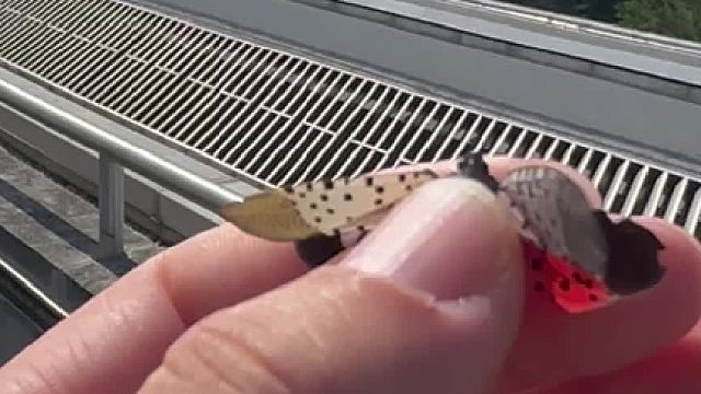 在纽约大都会博物馆的天台晒太阳，啪，脖子上落了个东西