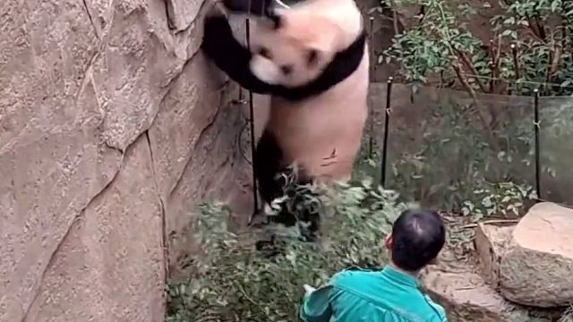 福宝小树里玩掉落的广告纸，摇晃树枝吓福宝一激灵，直接跳起来