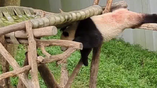 游客相机里的奇迹