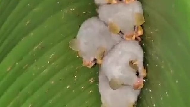 洪都拉斯白蝙蝠会切断赫蕉植物大叶子中脉延伸出来的侧脉，使它们向下折叠形成一个“帐篷”
