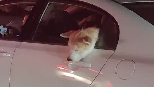 出京高速能有多堵，车走得一顿一顿的狗都晕车