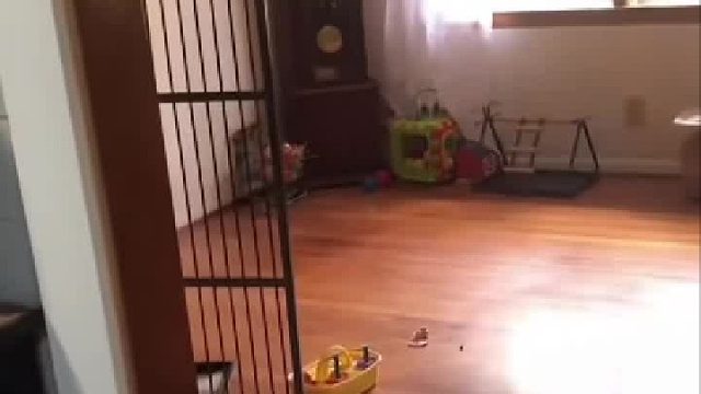 当鹦鹉“自嗨”被发现时，在一只鸟身上读懂了“尴尬”。