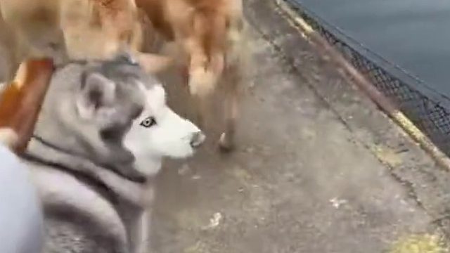 二哈：说两句算了，一会露馅了