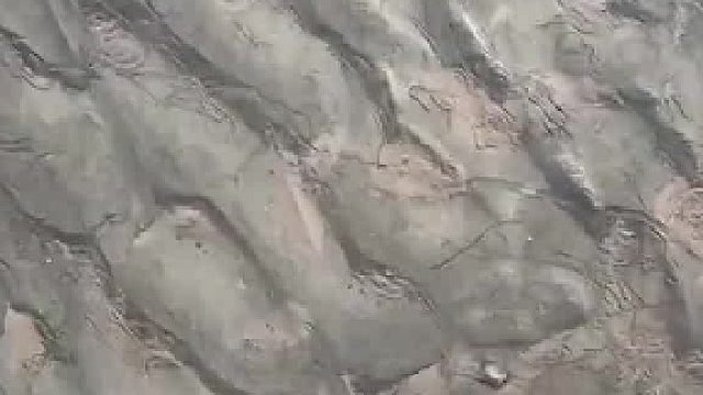 看看螃蟹在哪里 螃蟹：火眼金睛啊