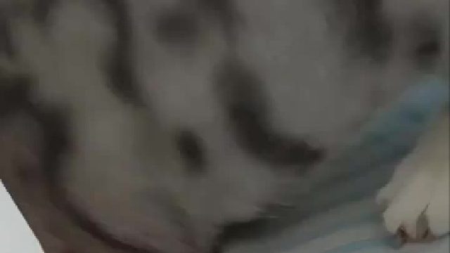 猫：自己犯的错自己买单，自己弄掉的耳机自己掏