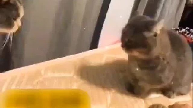 猫的爪子绝对不会被任何东西压着的