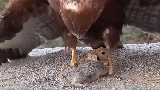 正在干早餐，要不要干预救一下兔子？