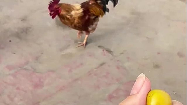 公鸡有好吃的都给这只母鸡吃