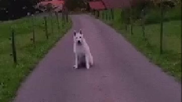 幸福和狗子都在向你招手！最近，不管什么方面，你的一切都会变好