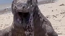 科莫多巨蜥吐出来一只海鳗，原来也有你科莫多巨蜥一口吃不下的东西