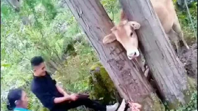 把牛的脚垫土就行了！